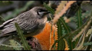 Banksia Woodlands & Pygmy Possums Banksia Woodlands & Pygmy Possums