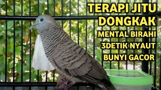 Perkutut Lokal Gacor Suara Super Kristal - Pancingan Malas Bunyi  (99%AMPUH BANGET)