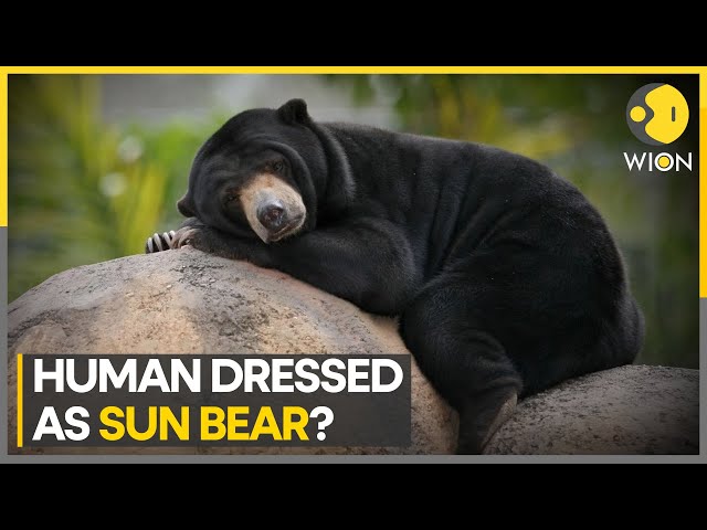 Solar Bears unveil new jerseys