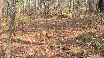 Bẫy gà rừng 1-3 nhé ae. Mái mồi đi bắt bổi thuận lợi