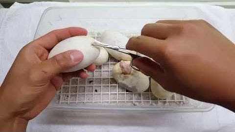 Ball Python Egg cutting - Pastel Candino x Albino