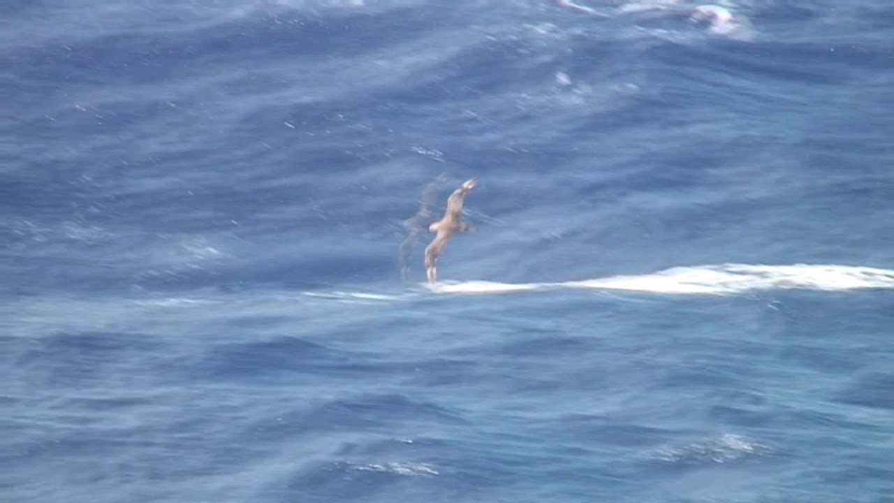 カワリシロハラミズナギドリ（2）淡色型（静岡県御前崎沖の海上） - Kermadec Petrel - Wild Bird - 野鳥 動画図鑑