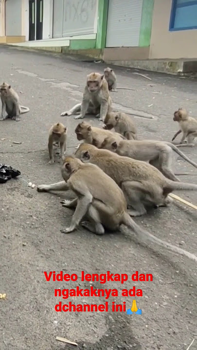 Ngakak Prank monyet Liar