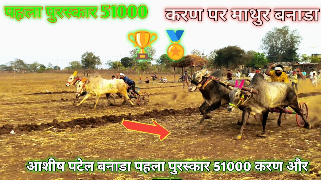 आशीष पटेल बरनाला 🦬🦬🦬🦬🦬🦬#cow 