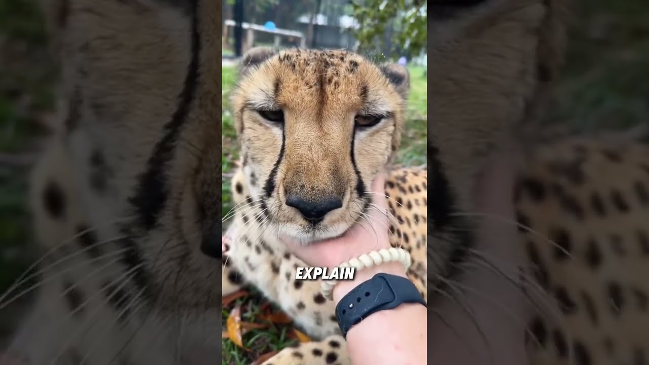 Why Don T Cheetahs Attack Humans Animals Funnyanimal Funny Cute Cheetah