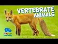 Vertebrate Animals | Educational Video for Kids