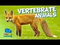 Exploring The World Of Vertebrate Animals And Their Unique Features