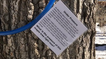 How Much Pressure is in a Maple Tree to Move Sap