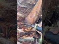 幹を削り整える:ヤシの木を長く生かす剪定の現場