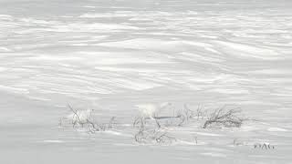 Willow Ptarmigans in winter plumage, calling with funny noise