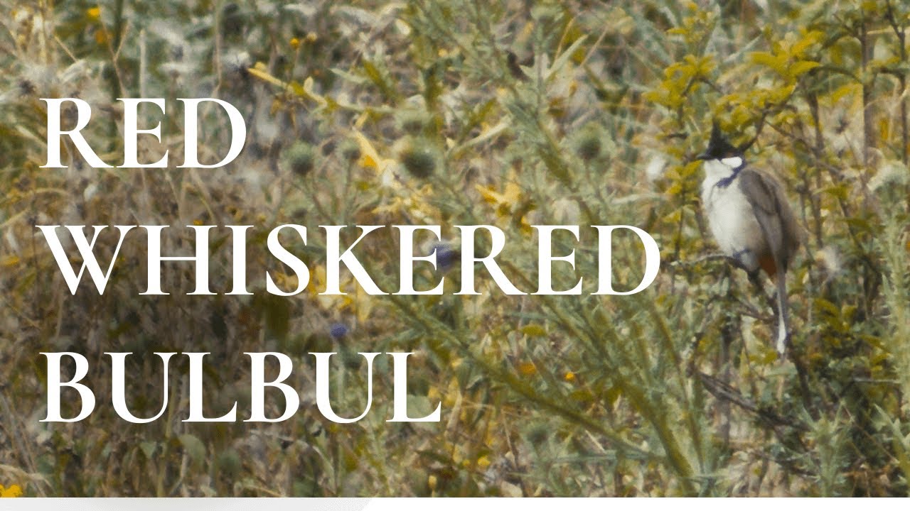 Red-whiskered Bulbul | Leacock Regional Park Birding