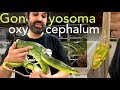 Magnifiques couleuvres asiatiques - Gonyosoma oxycephalum