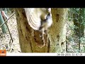 Owl　フクロウ　巣穴　カラス襲来　 2018-04-08  3c