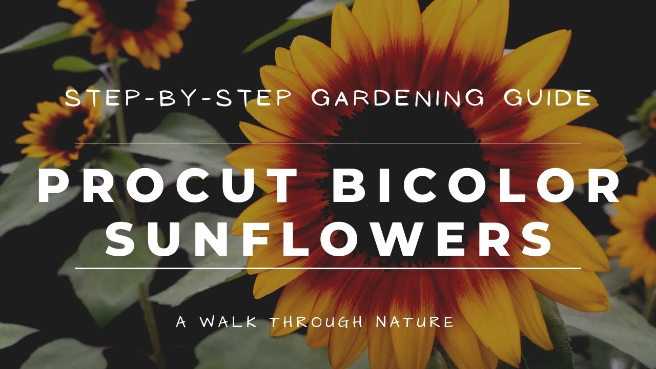 HOW TO GROW PROCUT BICOLOR SUNFLOWERS AT HOME! YouTube