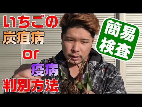 【簡易検査】炭疽病か疫病かを判別したい！【いちご栽培】