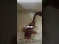 МУЖЧИНА ПОКАЗАЛ СВОЕГО ДОМАШНЕГО ПИТОМЦА #shorts