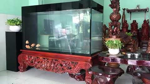 Hồ cá rồng thi công tại Biên Hòa - Đồng Nai