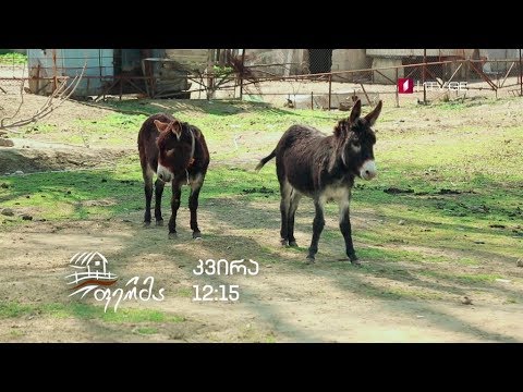 „ფერმა“ - 5 მაისს, 12:15 საათზე