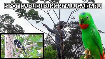 Hoki Mikat di Spot Baru Langsung Poin Burung Serindit dan Banyak Burung Jenis Lainya