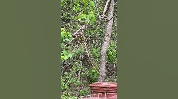Cool but concerning snake climbing a tree