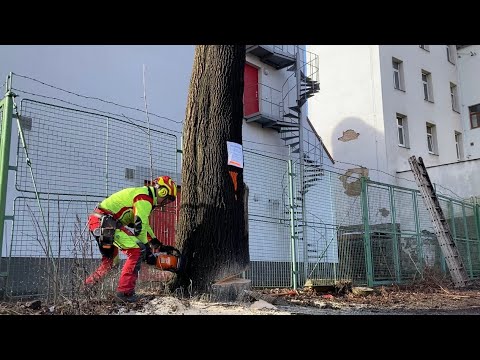 Video: Zabíjí petrolej pařezy stromů?