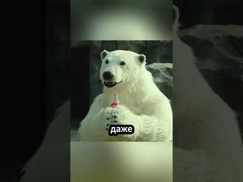 Белый медведь пьёт колу?! Что происходит в этом зоопарке! 🐻❄️