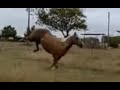 A Little Buckin Buddy Show - Rained For Two Days, Colder Temps, Horses Feeling Frisky