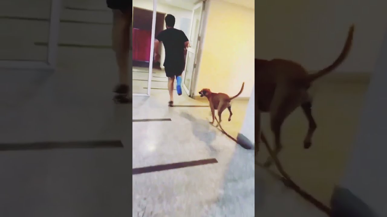 Funny Videos Dogs Dig Lovers Animals Adults Viral Laughing