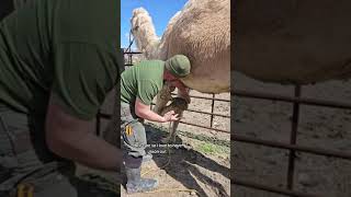 Camel Foot and Nail Care