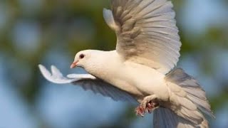 Fakta Menarik Burung Merpati Lambang Kesetiaan