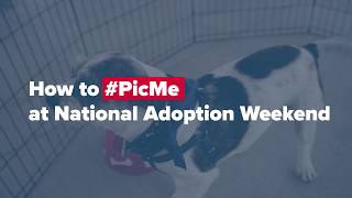 How To #PicMe: The Tail Wagging Tag