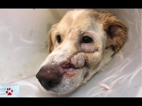 The puppy that was shot in the head for being too happy