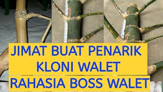 jimat penarik kloni walet laku 1 miliar, bambu petuk, bambu kuning patilele  buntat