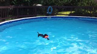 My Black Labrador Sutton's First Time Swimming by Shaylee S 409 views 10 years ago 19 seconds