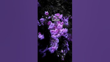 |سورة القمر🌸🖤| القارئ إسلام صبحي | آيات-١١-١٠|فَدَعَا رَبَّهُۥۤ أَنِّی مَغۡلُوبࣱ🌸🖤|#جميل#القران#يارب