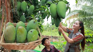 Sweet Mango Season is coming: Crunchy Sweet Mango Pick and eat in my country! Marinate Sweet Mango