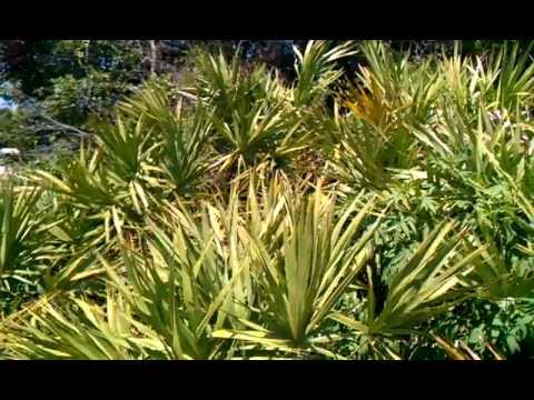 All About Saw Palmetto - Dry Your Own Saw Palmetto Berries PART-1