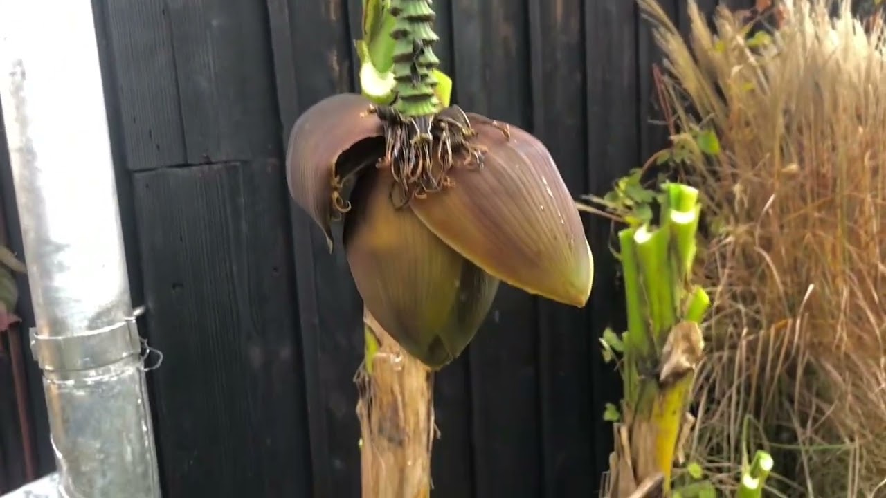 Zimowanie bananowca Musa Basjoo