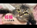 わたし妊娠したかもしれません【初めての発情から２５日後の体調変化】