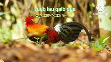 suab qaib qua :2022/2023