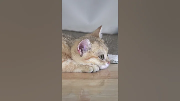 Watch the video about Paotang cat . No one plays with me #cutecat #cat #catlover #munchkincat #cute #funnycats #kitten