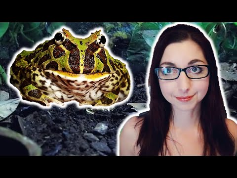 Video: Pacman Frog (Ozdobná rohatá žaba) Starostlivosť