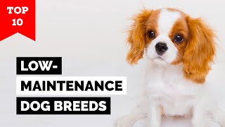 Top 10 LowMaintenance Dog Breeds In The World