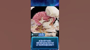 BÍ ẨN VỀ Ý THỨC: NÃO BỘ TẠO RA HAY CHỈ LÀ "NGƯỜI NHẬN SÓNG"?