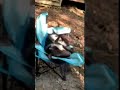 what's Breaking Browder Farm doing with these Goats?  @BreakingBrowderFarm #goats