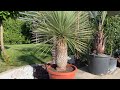 Yucca rostrata un top rustique exotique