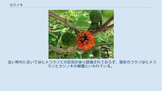 カジノキ