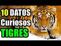 10 Datos Curiosos de los Tigres - El felino más grande del mundo