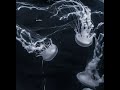 Grimes Oblivion Slowed 