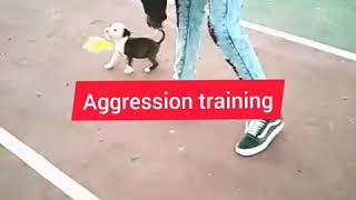 5 Week Old Pitbull Aggression Training